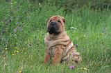 SHAR-PEI 803